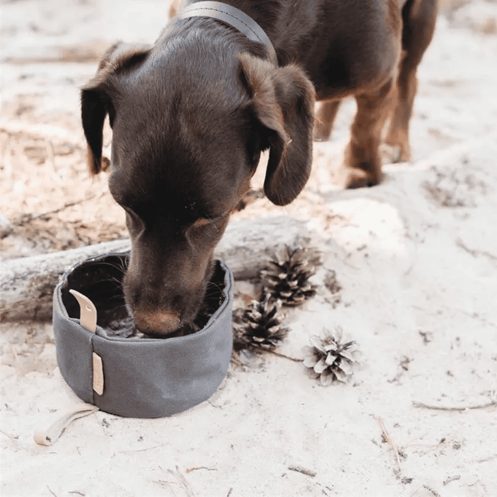 Ciotola da viaggio per cani: Pratica, Ripiegabile e Impermeabile