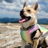 Gilet Rinfrescante per Cani | SeatyPet™