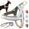 Harness and Leash | Elegant model