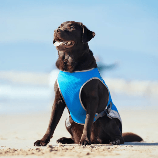 Cooling Vest for Dogs | SeatyPet™