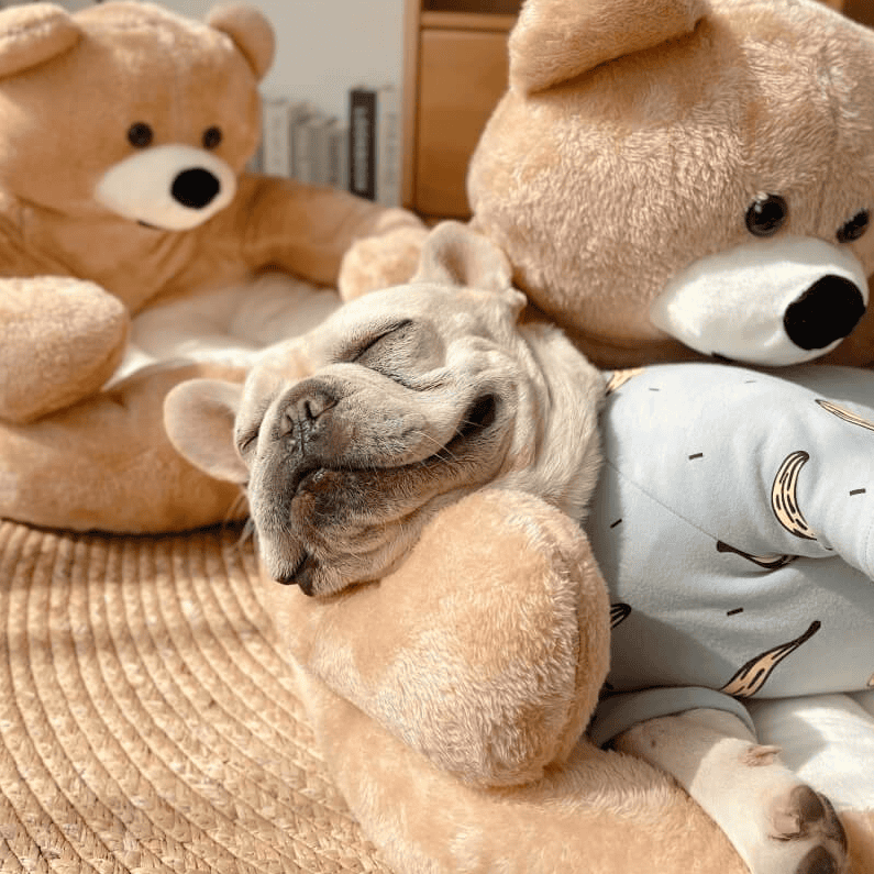 Hug Bear Bed | SeatyPet™