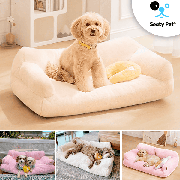 BingoPaw Divano per cane gatto: Divanetto per cani Taglia media Letto per  cani Rialzato Cuccia Divano cane Morbida con Cuscino Gambe Legno per  animali domestici, Beige 80x48x32cm : : Prodotti per animali